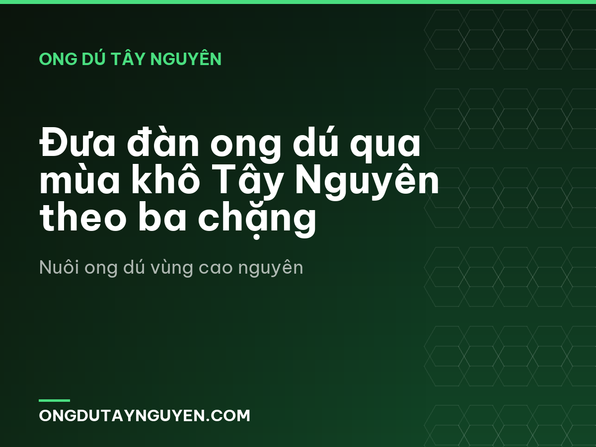 Đưa đàn ong dú qua mùa khô Tây Nguyên theo ba chặng