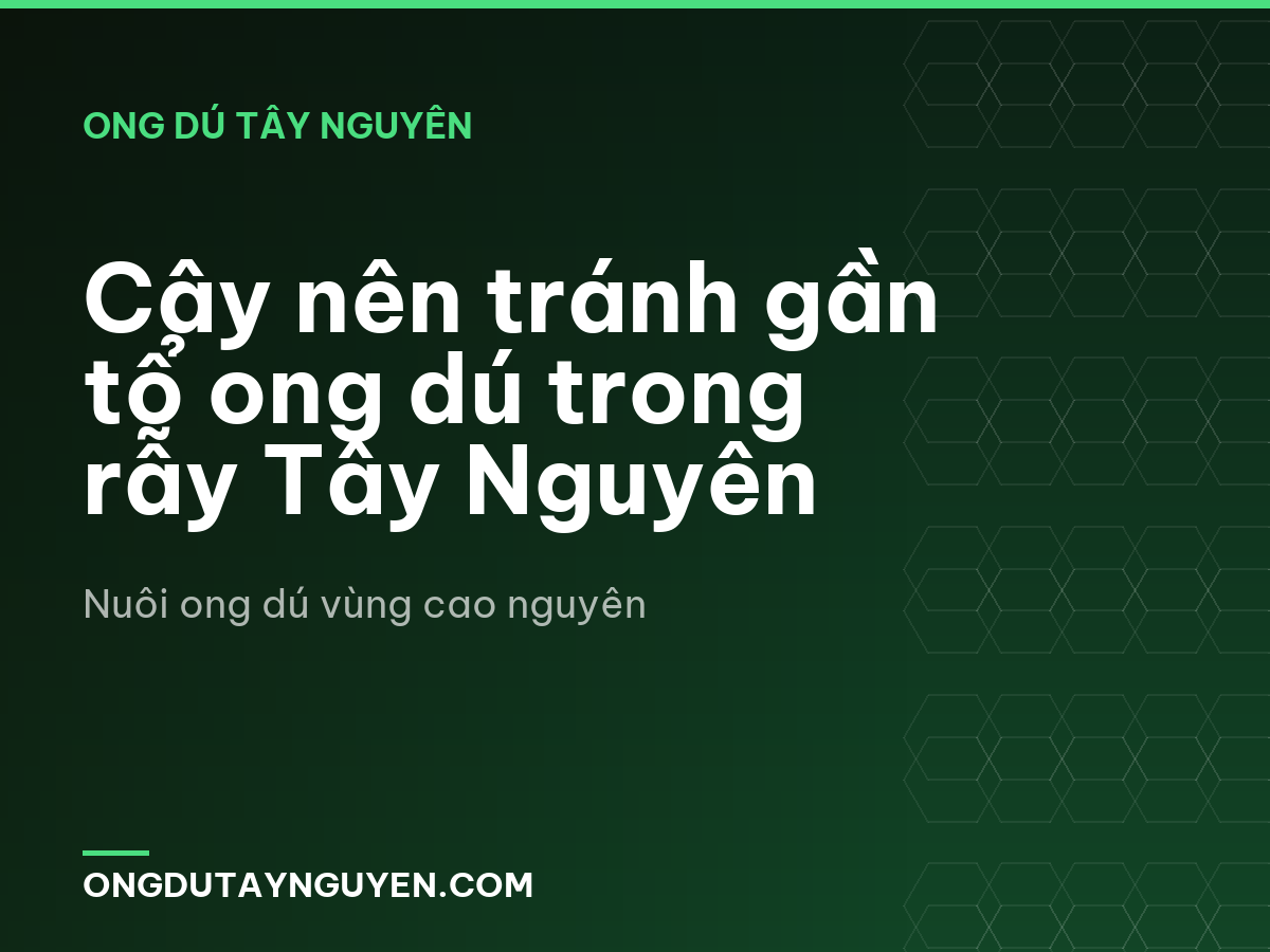 Cây nên tránh gần tổ ong dú trong rẫy Tây Nguyên