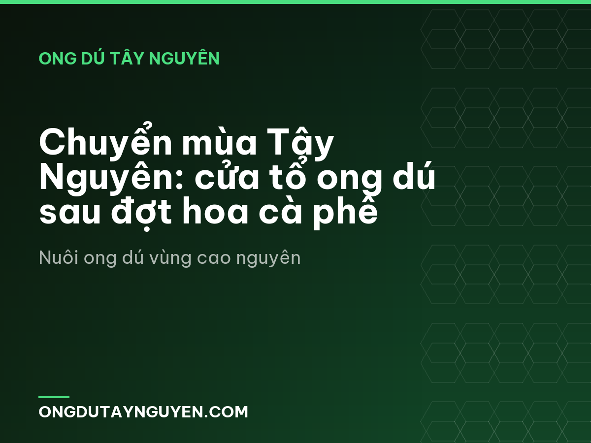 Chuyển mùa Tây Nguyên: cửa tổ ong dú sau đợt hoa cà phê