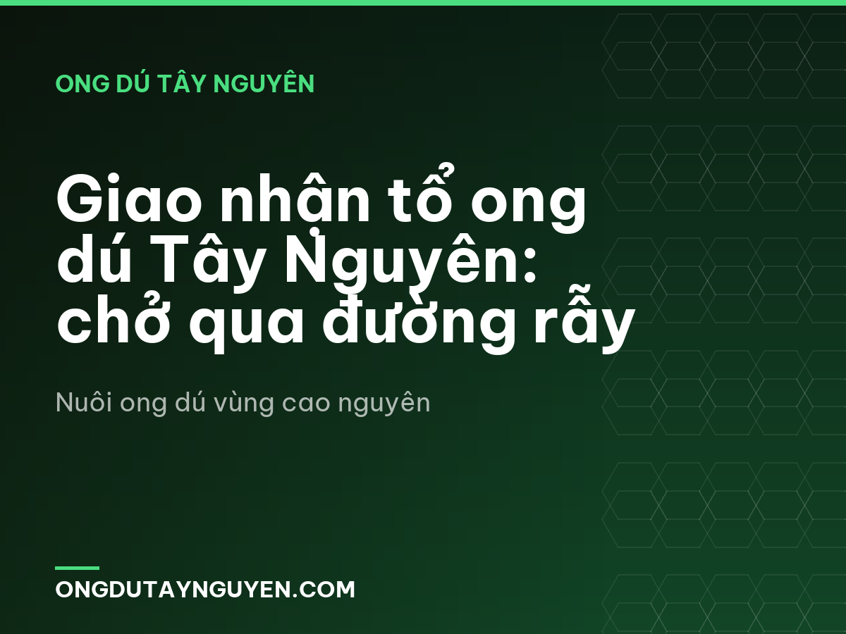 Giao nhận tổ ong dú Tây Nguyên: chở qua đường rẫy