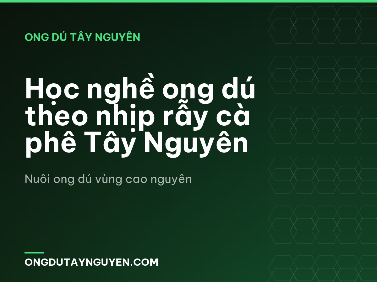 Học nghề ong dú theo nhịp rẫy cà phê Tây Nguyên