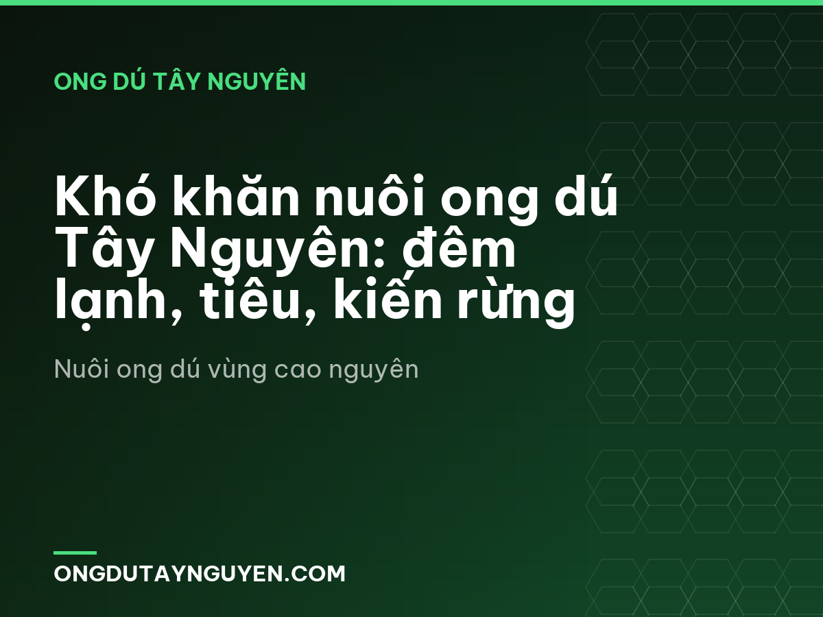 Khó khăn nuôi ong dú Tây Nguyên: đêm lạnh, tiêu, kiến rừng