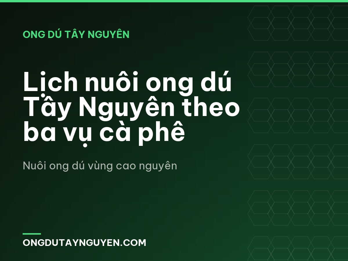 Lịch nuôi ong dú Tây Nguyên theo ba vụ cà phê