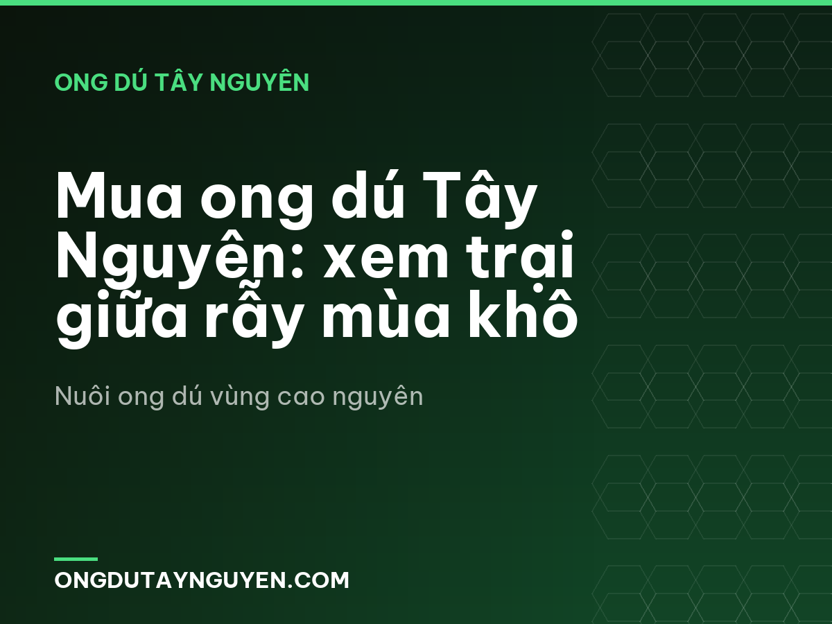 Mua ong dú Tây Nguyên: xem trại giữa rẫy mùa khô