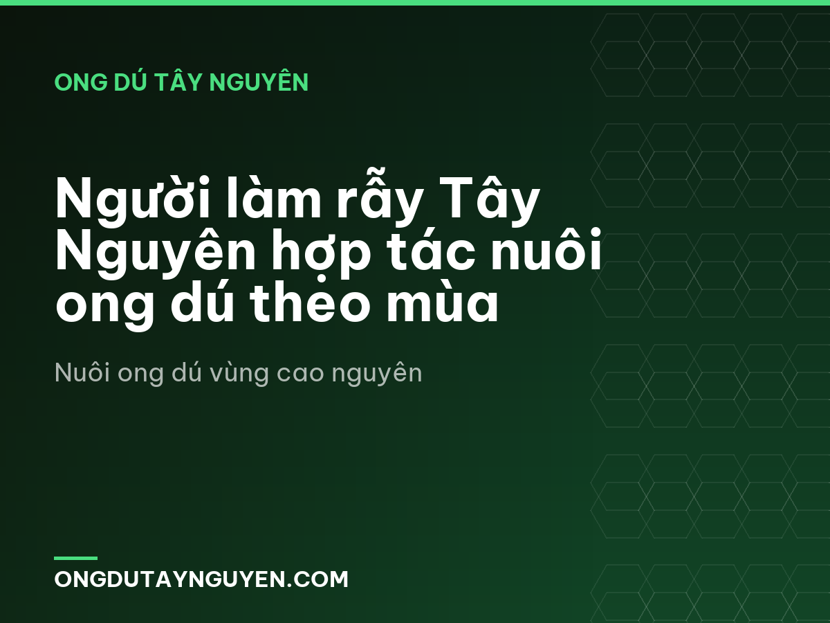 Người làm rẫy Tây Nguyên hợp tác nuôi ong dú theo mùa