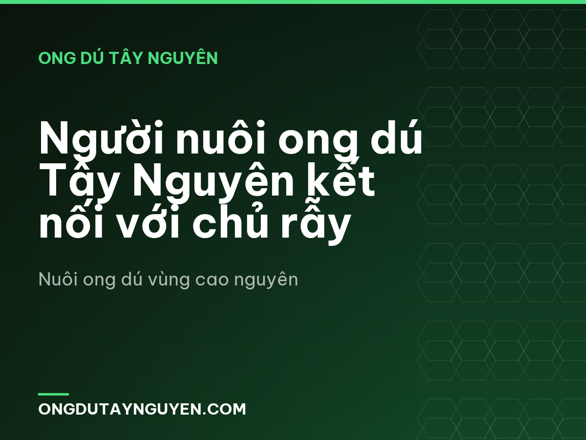 Người nuôi ong dú Tây Nguyên kết nối với chủ rẫy