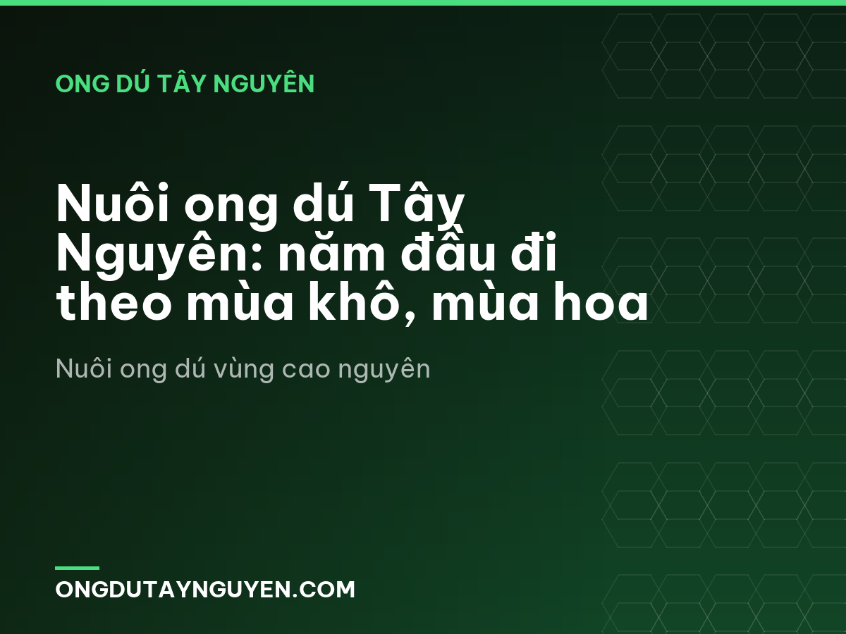 Nuôi ong dú Tây Nguyên: năm đầu đi theo mùa khô, mùa hoa
