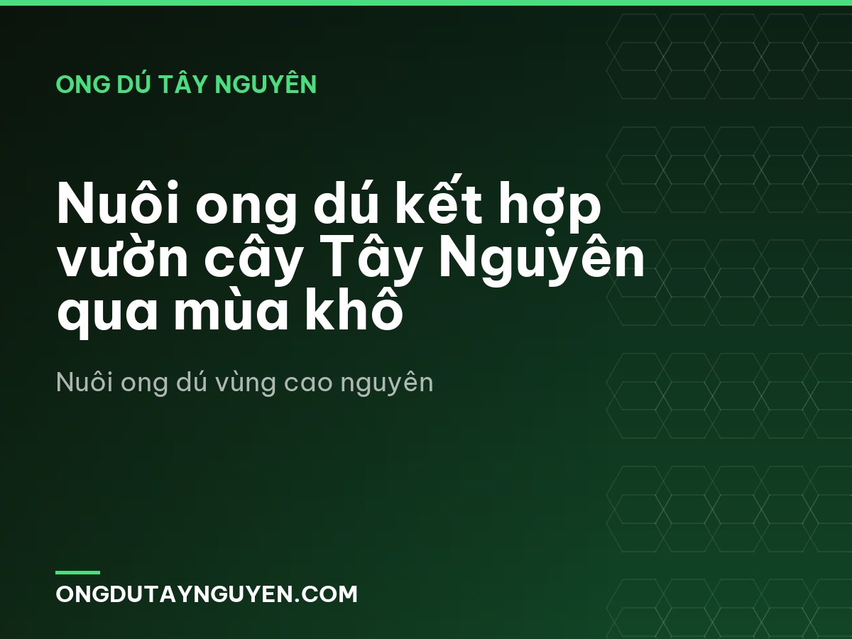 Nuôi ong dú kết hợp vườn cây Tây Nguyên qua mùa khô