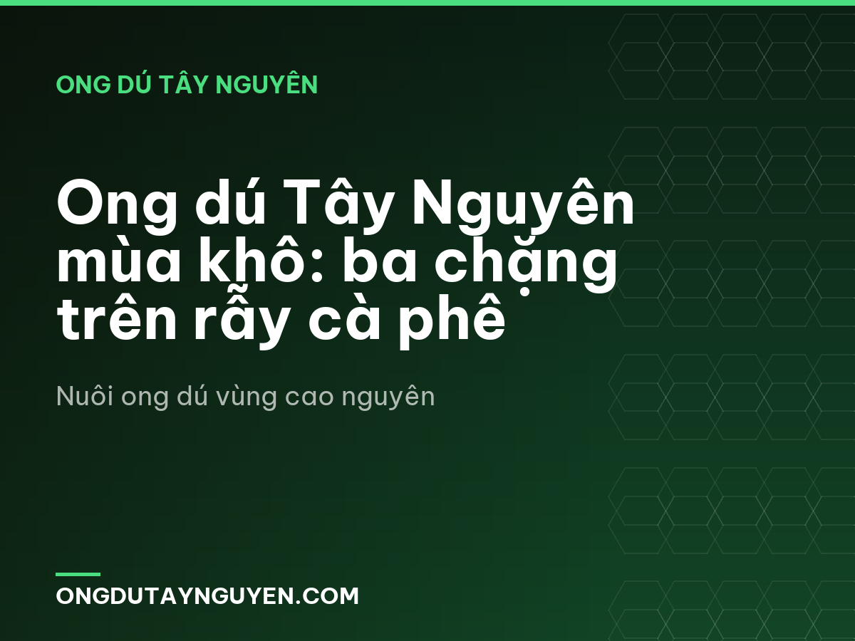 Ong dú Tây Nguyên mùa khô: ba chặng trên rẫy cà phê