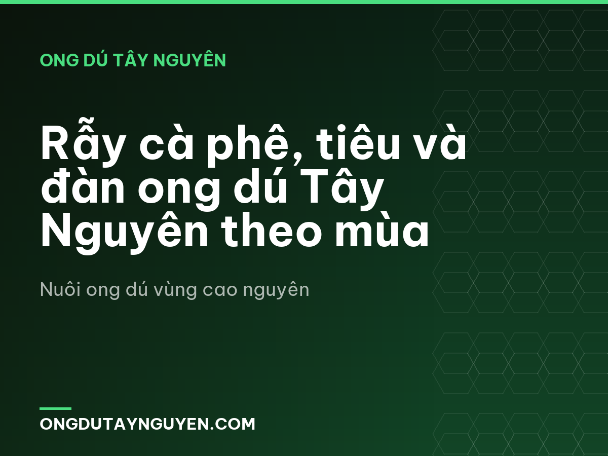 Rẫy cà phê, tiêu và đàn ong dú Tây Nguyên theo mùa
