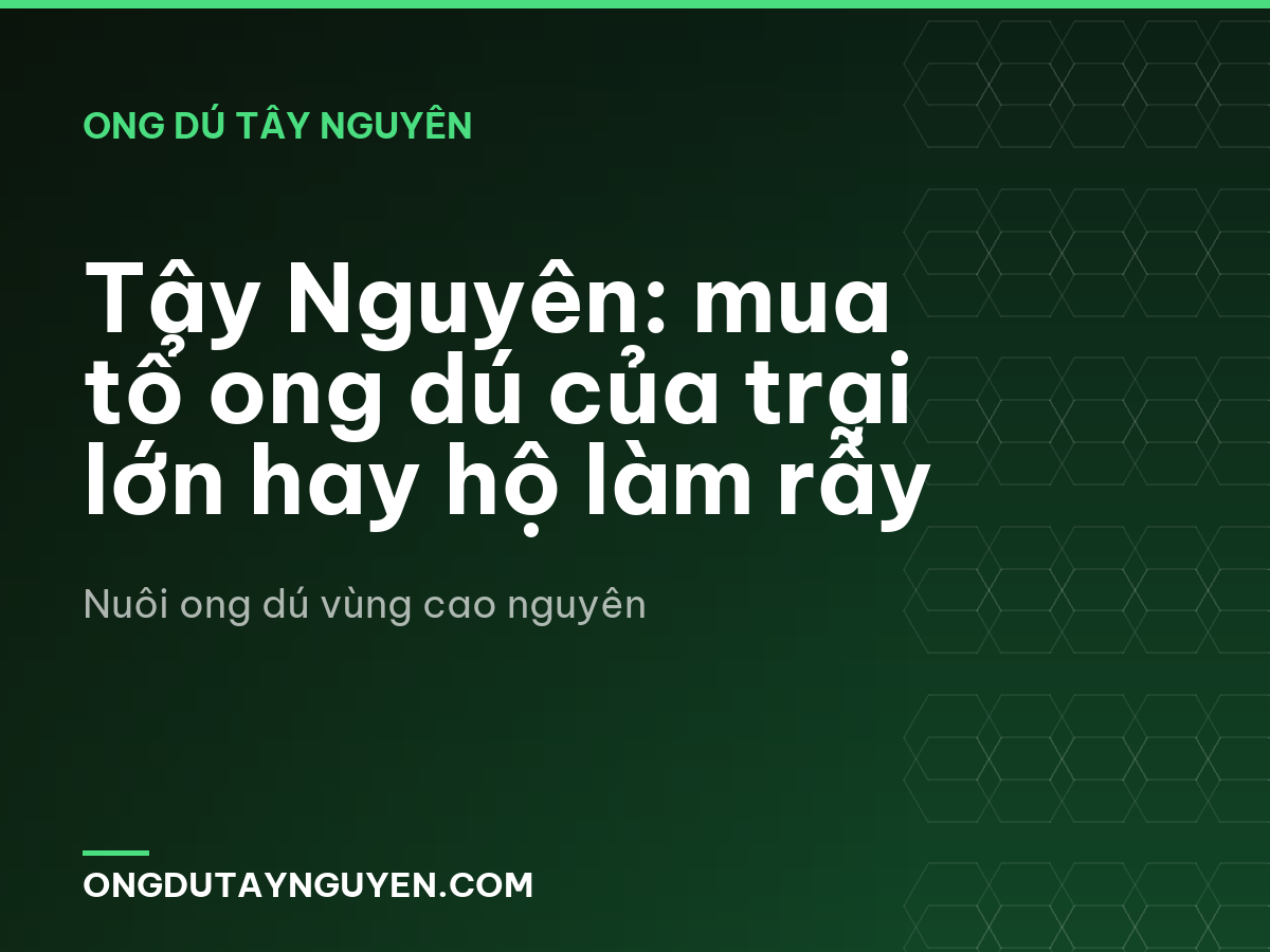 Tây Nguyên: mua tổ ong dú của trại lớn hay hộ làm rẫy