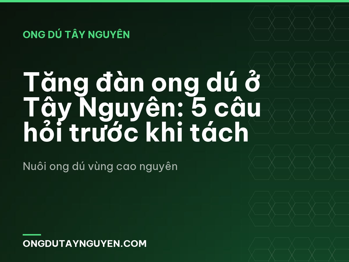 Tăng đàn ong dú ở Tây Nguyên: 5 câu hỏi trước khi tách
