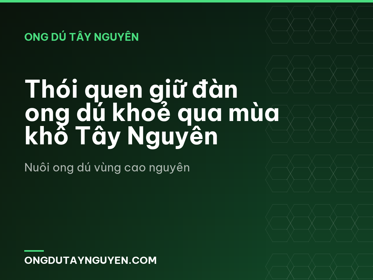 Thói quen giữ đàn ong dú khoẻ qua mùa khô Tây Nguyên
