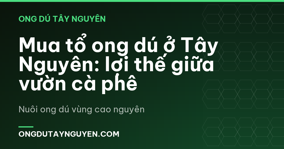 Mua tổ ong dú ở Tây Nguyên: lợi thế giữa vườn cà phê